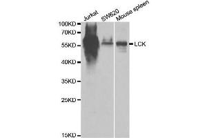 Western blot analysis of extracts of various cell lines, using LCK antibody. (LCK anticorps  (AA 1-240))