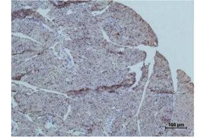 Immunohistochemistry (IHC) analysis of paraffin-embedded Mouse PancreasTissue using TRIM72 Polyclonal Antibody. (TRIM72 anticorps)