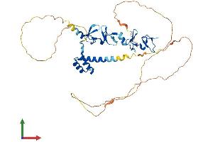 AlphaFold protein structure predicition of Human Recombinant LHX1 Protein, UniprotID P48742
