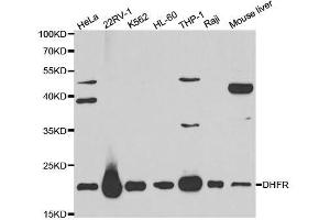 Western blot analysis of extracts of various cell lines, using DHFR antibody. (Dihydrofolate Reductase anticorps  (AA 1-187))