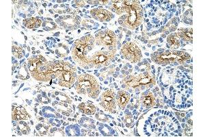 MIF4GD antibody was used for immunohistochemistry at a concentration of 4-8 ug/ml to stain Epithelial cells of renal tubule (arrows) in Human Kidney. (MIF4GD anticorps  (C-Term))