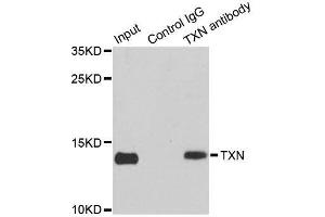 Immunoprecipitation analysis of 150ug extracts of MCF7 cells using 3ug TXN antibody.