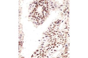 Immunohistochemical analysis of paraffin-embedded H.