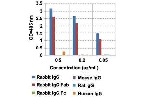 ELISA analysis of IgG from different species with Rabbit IgG Fab monoclonal antibody, clone RMG01  at the following concentrations: 0. (Chèvre anti-Lapin IgG Anticorps)