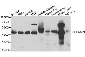 Western blot analysis of extracts of various cell lines, using ARFGAP1 antibody. (ARFGAP1 anticorps  (AA 1-220))