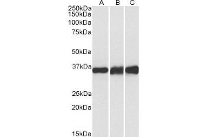 ABIN4902695 (0. (LDHB anticorps)