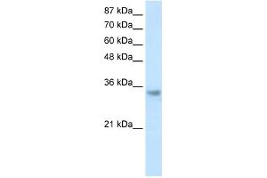 WB Suggested Anti-RNASEH2A Antibody Titration:  1. (RNASEH2A anticorps  (Middle Region))