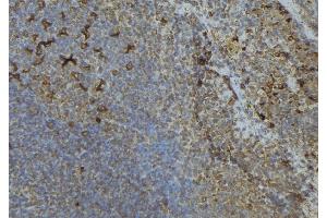 ABIN6276585 at 1/100 staining Human lymph node tissue by IHC-P. (ISG15 anticorps  (C-Term))