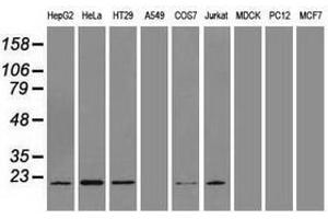 Image no. 2 for anti-Adenylate Kinase 1 (AK1) antibody (ABIN1496516) (Adenylate Kinase 1 anticorps)
