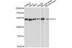 Western blot analysis of extracts of various cell lines, using IPO5 antibody. (Importin 5 anticorps)