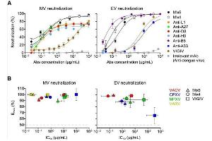 Mixtures of Four or Six mAbs Possess High Cross-Neutralizing Activity for VACV, CPXV, MPXV, and VARV.