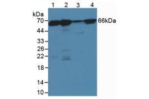 Figure. (Lamin B1 anticorps  (AA 52-233))