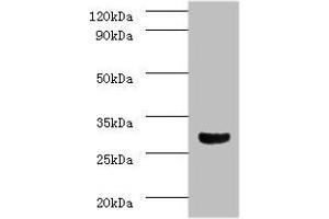 Western blot analysis of mouse brain tissue, using Caspase 3 antibody (2 μg/ml) and Goat anti-Rabbit polyclonal secondary antibody (1/10000 dilution).