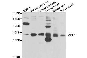 Western blot analysis of extracts of various cell lines, using APIP antibody. (APIP anticorps  (AA 1-242))
