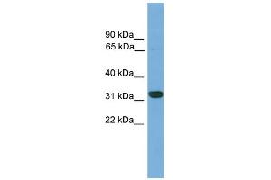 WB Suggested Anti-Cdx4 Antibody Titration: 0. (CDX4 anticorps  (C-Term))