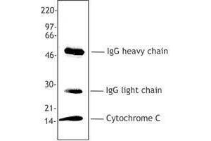Western Blotting (WB) image for anti-Cytochrome C, Somatic (CYCS) antibody (ABIN2666072) (Cytochrome C anticorps)