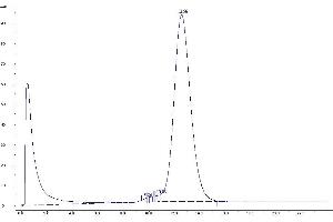 Purification via GPC Chromatography (Step 2) (TAMRA anticorps)