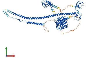 AlphaFold protein structure predicition of Human Recombinant TRIM25 Protein, UniprotID Q14258