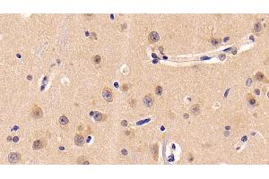 Detection of NRP1 in Human Cerebrum Tissue using Monoclonal Antibody to Neuropilin 1 (NRP1)