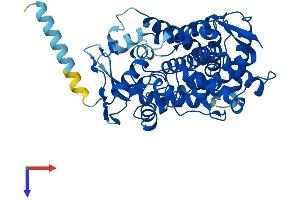 AlphaFold protein structure predicition of Human Recombinant CYP2C18 Protein, UniprotID P33260