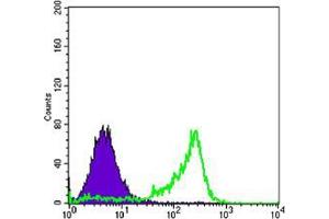 Flow cytometric analysis of 3T3-L1 cells using PAX6 mouse mAb (green) and negative control (purple).