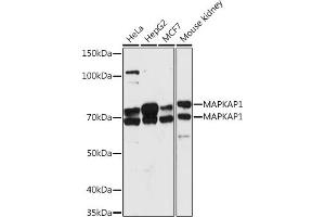 Western blot analysis of extracts of various cell lines, using M antibody (ABIN7268632) at 1:1000 dilution. (MAPKAP1 anticorps  (AA 370-486))