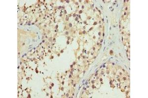 Immunohistochemistry of paraffin-embedded human testis tissue using ABIN7151997 at dilution of 1:100 (ERLIN2 anticorps  (AA 212-339))