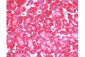 ABIN185154 (5µg/ml) staining of paraffin embedded Human Pancreas.