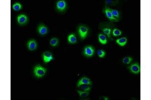 Immunofluorescence staining of HepG2 cells with ABIN7155571 at 1:166, counter-stained with DAPI. (HLA-C anticorps  (AA 62-306))