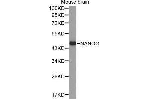 Western Blotting (WB) image for anti-Nanog Homeobox (NANOG) (AA 1-100) antibody (ABIN1680964) (Nanog anticorps  (AA 1-100))