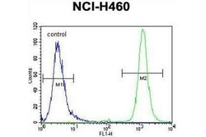 Flow cytometric analysis of NCI-H460 cells using RASSF8 antibody (N-term) Cat. (RASSF8 anticorps  (N-Term))