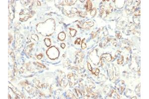 Formalin-fixed, paraffin-embedded human Placenta stained with Podocalyxin Mouse Monoclonal Antibody (PODXL/2185).