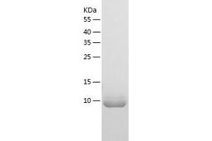 Western Blotting (WB) image for Transformer 2 beta Homolog (TRA2B) (AA 120-199) protein (His-IF2DI Tag) (ABIN7125454)