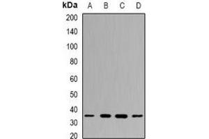 Western blot analysis of PPX expression in MCF7 (A), NIH3T3 (B), mouse testis (C), mouse spleen (D) whole cell lysates.