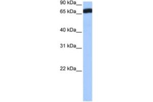Western Blotting (WB) image for anti-Zinc Finger Protein 806 (ZNF806) antibody (ABIN2463399) (ZNF806 anticorps)