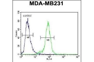 PDE12 Antibody (C-term) (ABIN654246 and ABIN2844072) flow cytometric analysis of MDA-M cells (right histogram) compared to a negative control cell (left histogram). (PDE12 anticorps  (C-Term))