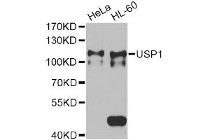Western blot analysis of extracts of various cell lines, using USP1 Antibody (ABIN2560687) at 1:1000 dilution. (USP1 anticorps)