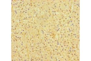 Immunohistochemistry of paraffin-embedded human adrenal gland tissue using ABIN7172650 at dilution of 1:100 (SP6 anticorps  (AA 101-376))