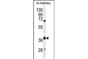 DUS4L Antibody (Center) (ABIN654982 and ABIN2844622) western blot analysis in mouse kidney tissue lysates (35 μg/lane).