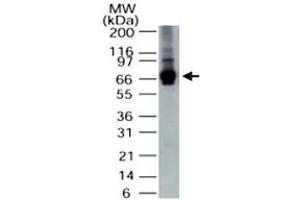 Western blot analysis of ALAS1 in HepG2 cell lysate. (ALAS1 anticorps  (AA 480-530))