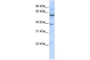 Western Blotting (WB) image for anti-Solute Carrier Family 35, Member F3 (SLC35F3) antibody (ABIN2458816) (SLC35F3 anticorps)