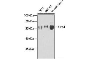 Western blot analysis of extracts of various cell lines using GPS1 Polyclonal Antibody at dilution of 1:1000. (GPS1 anticorps)