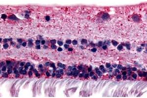 Anti-RGR antibody  ABIN1049289 IHC staining of human retina. (RGR anticorps  (Extracellular Domain))