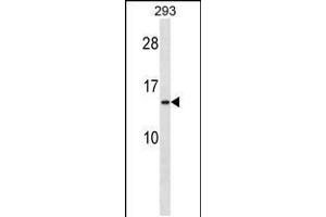 Western blot analysis in 293 cell line lysates (35ug/lane). (RPS20 anticorps  (N-Term))