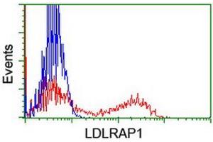 HEK293T cells transfected with either RC206643 overexpress plasmid (Red) or empty vector control plasmid (Blue) were immunostained by anti-LDLRAP1 antibody (ABIN2455237), and then analyzed by flow cytometry. (LDLRAP1 anticorps)