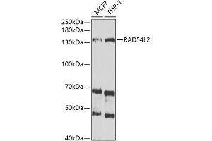 Western blot analysis of extracts of various cell lines, using RL2 antibody (ABIN6132939, ABIN6146652, ABIN6146654 and ABIN6221748) at 1:1000 dilution. (ARIP4 anticorps  (AA 1178-1467))