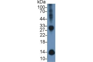 Detection of b2M in Mouse Spleen lysate using Polyclonal Antibody to Beta-2-Microglobulin (b2M) (beta-2 Microglobulin anticorps  (AA 22-119))