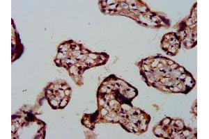 IHC image of ABIN7152919 diluted at 1:500 and staining in paraffin-embedded human placenta tissue performed on a Leica BondTM system.