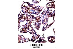 FBLN1 Antibody immunohistochemistry analysis in formalin fixed and paraffin embedded human placenta tissue followed by peroxidase conjugation of the secondary antibody and DAB staining. (Fibulin 1 anticorps  (C-Term))