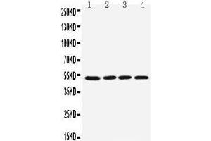 Anti-muscarinic Acetylcholine Receptor 1 antibody, Western blotting Lane 1: Rat Brain Tissue Lysate Lane 2: Mouse Brain Tissue Lysate Lane 3: U87 Cell Lysate Lane 4: SHG Cell Lysate Lane 5: NEURO Cell Lysate Lane 6: HELA Cell Lys (CHRM1 anticorps  (C-Term))